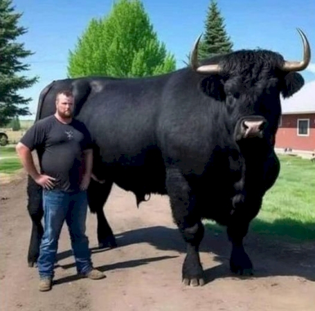 Why I Just Invested $6,500 in a Registered Black Angus Bull