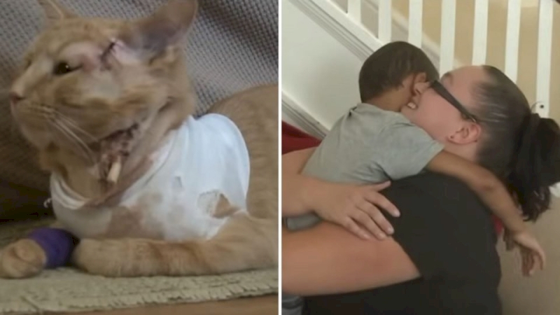 A brave cat in Pennsylvania saved a 3-year-old boy by taking a bullet meant for him.