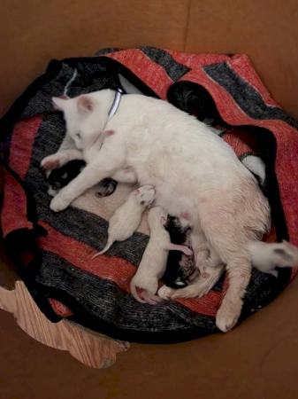 When a pregnant cat was left behind, the neighbors stepped in to help.
