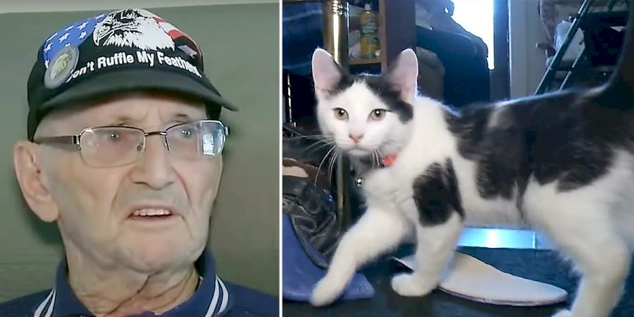 “Fluffy, You’re My Only Hope” – Kitten Saves Army Veteran’s Life